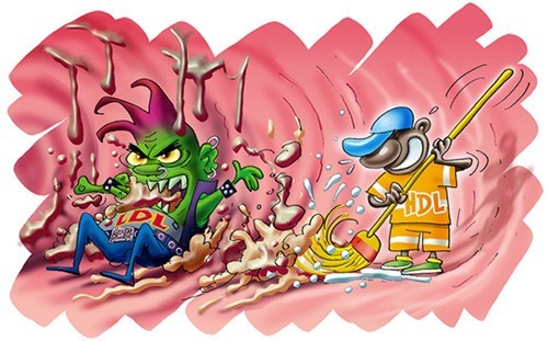 La prévention de la santé passe par un taux de bon cholestérol HDL élevé La prévention de la santé passe par un taux de bon cholestérol HDL élevé