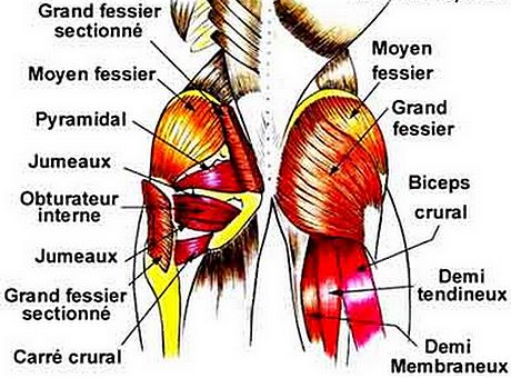 Anatomie muscles pelvi-trochantériens