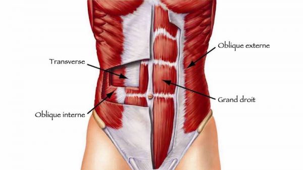 Anatomie des muscles abdominaux