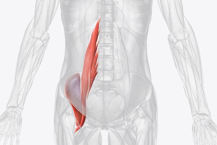 Illustration anatomique du muscle psoas iliaque impliqué dans les douleurs lombaires et la posture du bassin
